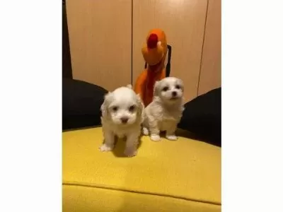 En Güzel Hediyeniz Maltipoo Bebeklerimiz