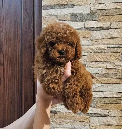Toy Poodle Yavru | Veteriner Kontrollü