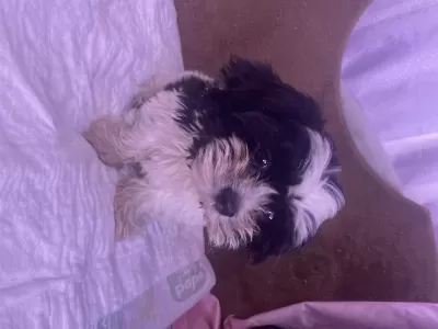 Hipoalerjenik Köpektir