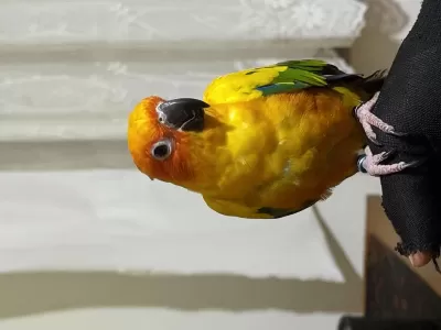 Harika Konur Papağanı