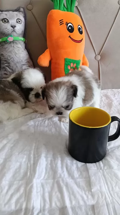 Shih Tzu Ev Bebekleri