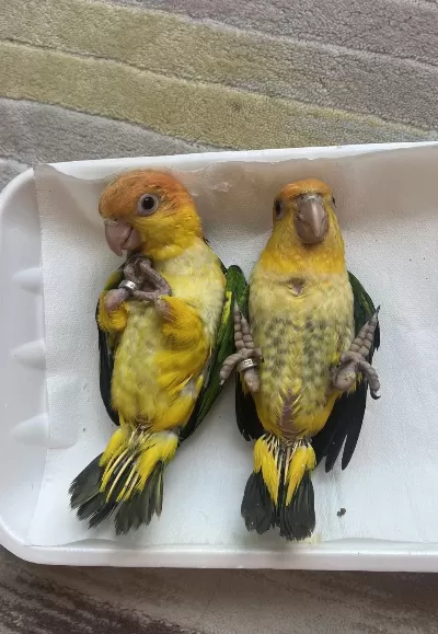 Caique El Besleme Bebekleri