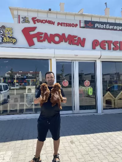 Toy Poodle Yavrular Her İle Aynı Gün Teslim