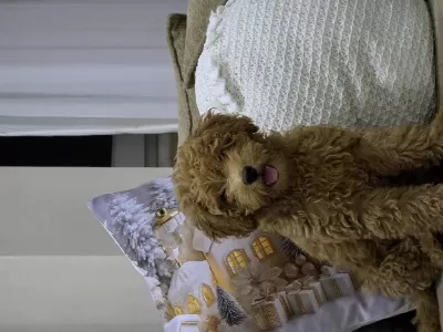 Sağlıklı 3 Aylık Maltipoo
