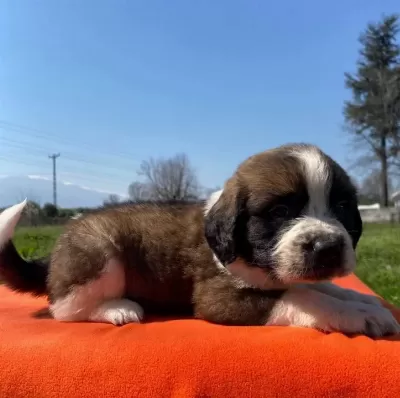 Saint Bernard Bebekler