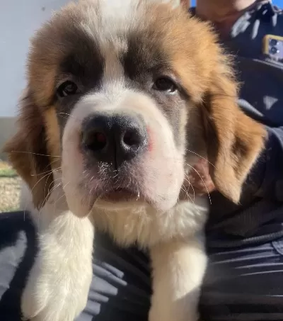 Harika Anatomi 100 Safkan St Bernard Yavrular
