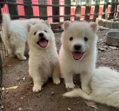 Kartopu Samoyed Yavru Safkan