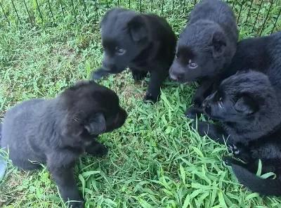 Akkuş Üreti M Çi Ftli Ği Nden Black Soli D Alman Kurdu Yavrulari