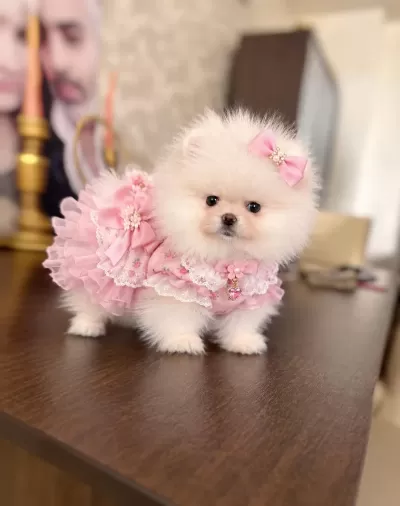 Mini Boy Teacup Dişi Pomeranian Boo