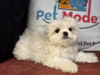 Tea Cup Kore Kan Maltese Yavrularımız