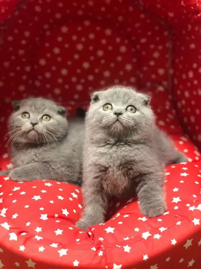 Scottish Fold Gri Yavrularim