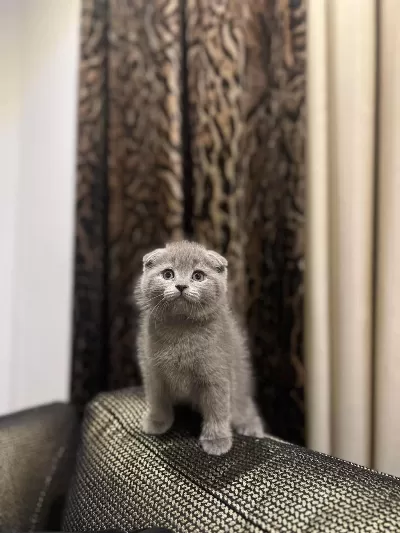 Ev Ortaminda Büyüyen Scottish Fold Yavrularim