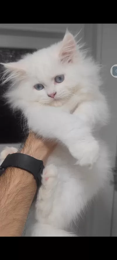British Longhair Kedisi