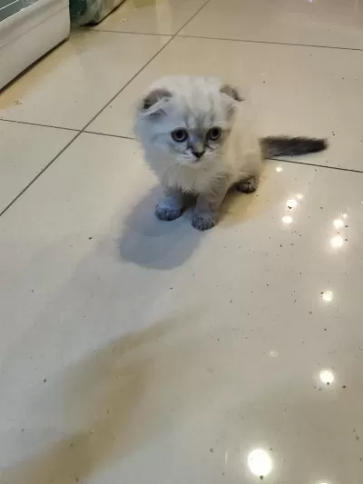 Çok Tatlı İki Aylik British Shorthair