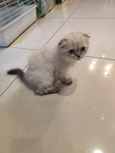 Scottish Fold Dişi Kedimiz