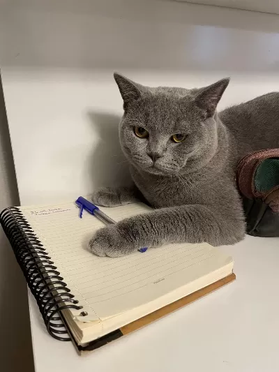 8 Aylık British Shorthair Erkeğimize Eş Arıyoruz