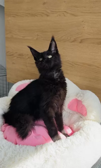 Değerini Bilene Özel Xxl Maine Coon Bebeğim