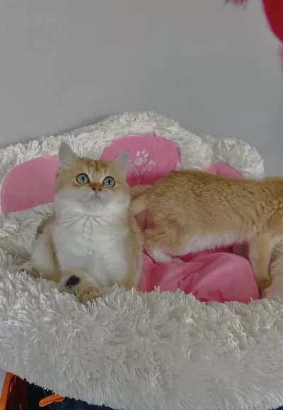Scr Li Anne Babadan Golden Ny12 British Shorthair Bebeklerim