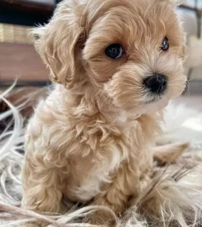 Pofuduk Zeki Enerji Dolu Maltipoo Yavrularımız