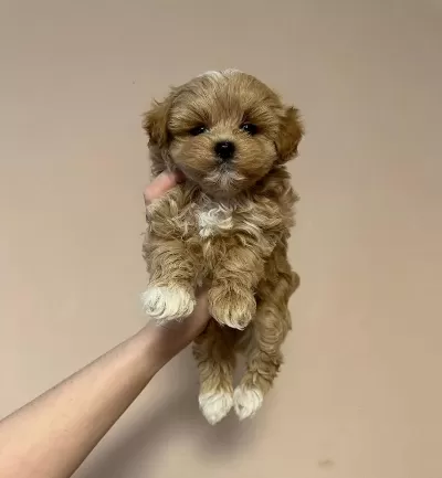 Sevimli Maltipoo Yavrulari
