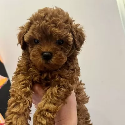 İrk Garantili Toy Poodle Yavrulari