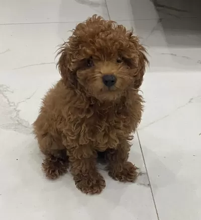 2,5dişi Teacup Toypoodle Yavrumuz