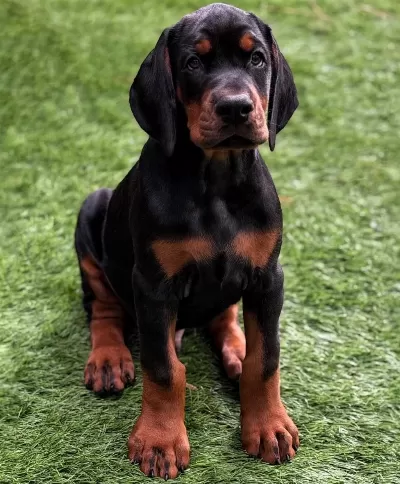 Profesyonel Üretim Çiftliğinden Doberman Kapıda Ödeme