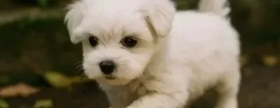 Kartopu Bembeyaz Avuç Içi Kadar Maltese Terrier Yavrular