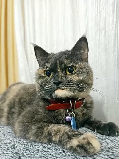 British Shorthair 3 Yaşında
