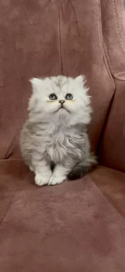 British Longhair N11 Dişi