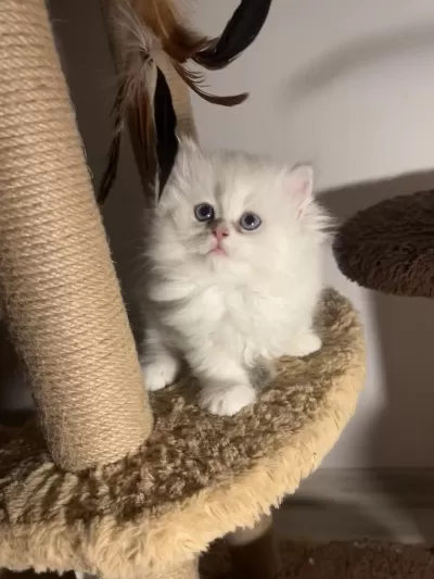 British Longhair Dişi Ay1233 Mükemmel Tip