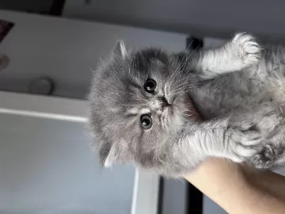 Bebek British Longhair Kedimiz