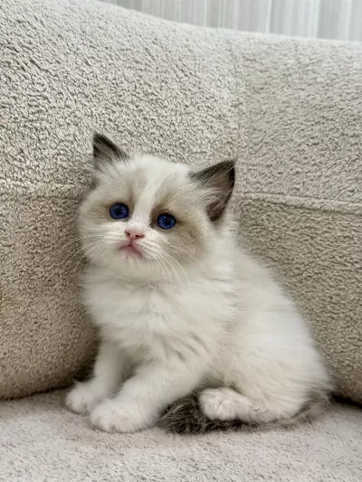Ragdoll Yavrularımız
