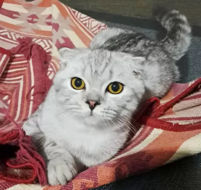 Scottish Fold Silver Erkek