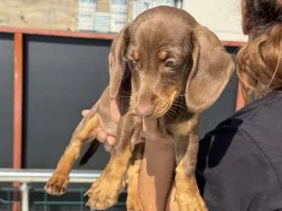 Petmode Köpek Çiftliğinde Ziyarete Açık Dachshund