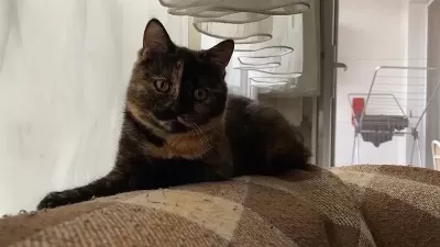 Sevecen British Kızımız Lucy