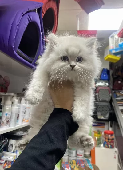Muhteşem Güzellikteki British Longhair Yavrumzu