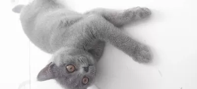 British Shorthair 2,5 Aylık