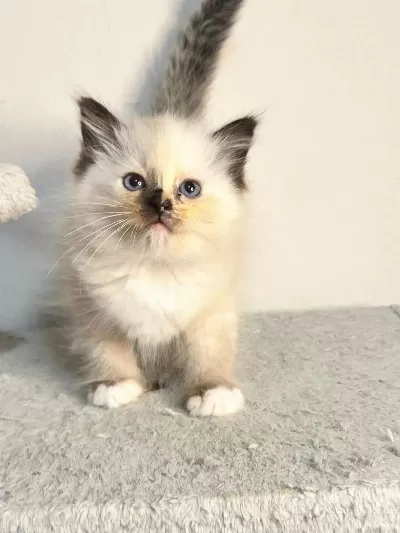 Seal Tortie Mitted Ragdoll Yavrular