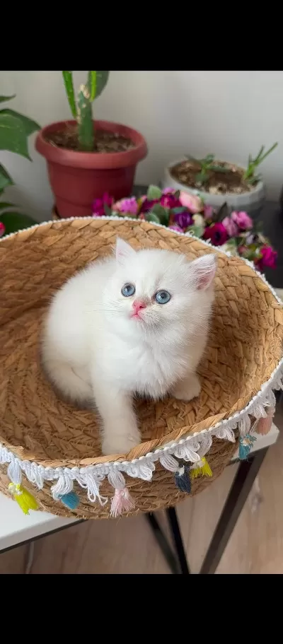 Scottish Fold Blue Point