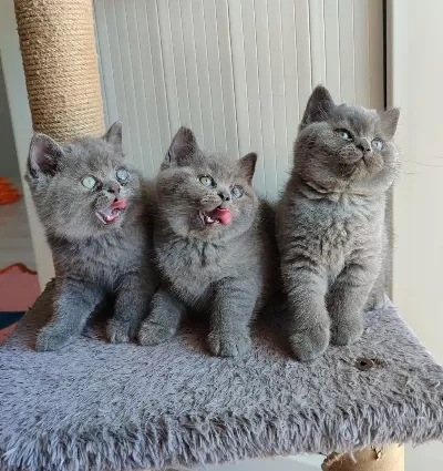 Peluş Tüylü British Shorthair Yavrularımız
