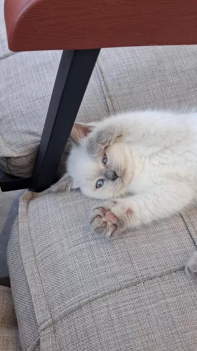 2 Aylik British Blue Point Sahiplendirilecektir