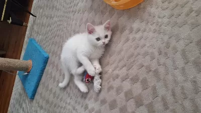 Yeni Yuvasına Gitmeye Hazır Dişi British Shorthair Yavrumuz