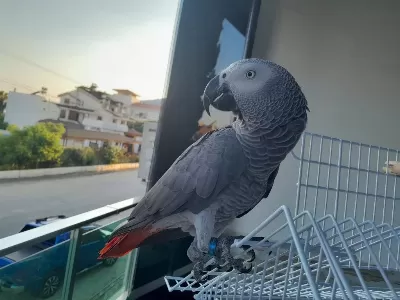 3 Yaşinda Jako Papağani Bilezikli Ful Evcil İnsan Ayirmaz