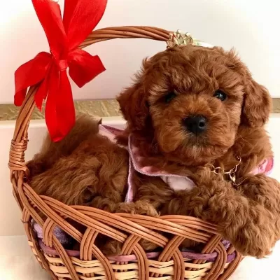 Aşili Pasaportlu Mikroçipli Toypoodle Yavrularimiz