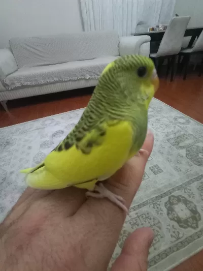 Sarı Prenses Muhabbet Kuşu