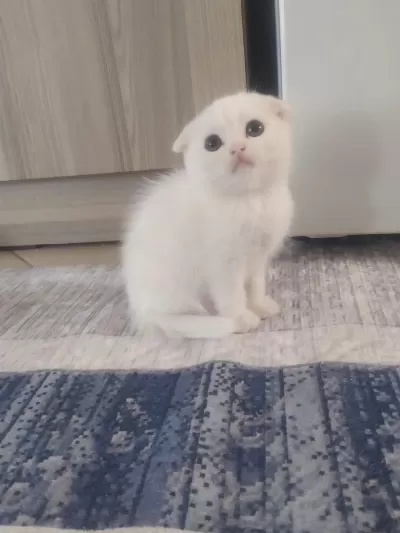 Bebek Kedilerimiz Yeni Yuvasini Ariyor
