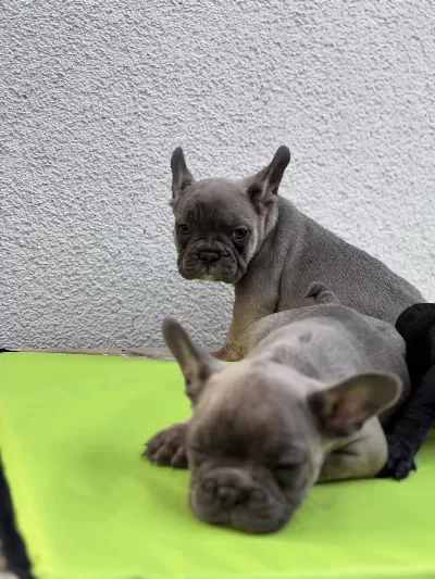 French Bulldog Nadir Renk Yavrular Sakarya