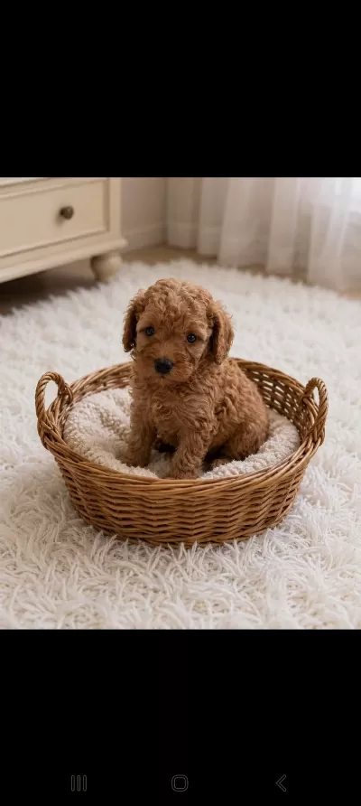 Küçük Poodle Yakişiklilar