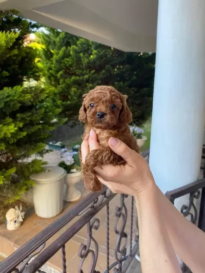 Toy Poodle Korean Yavrular